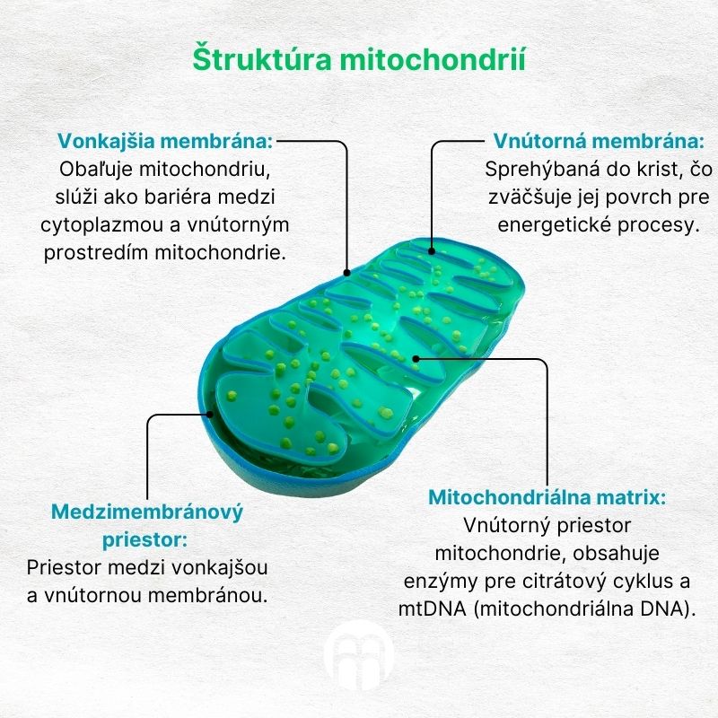 (Slovenčina) Struktura mitochondrií